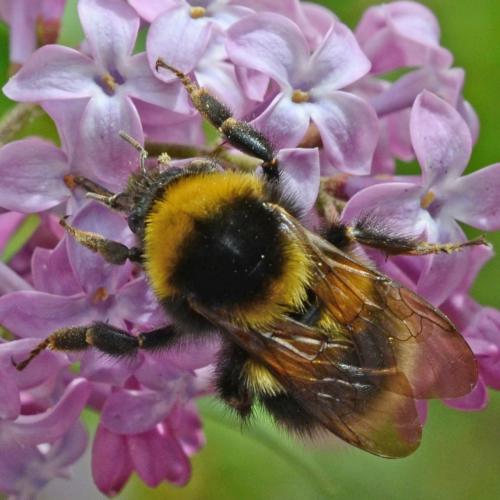 Réf. 300 712 : Bombus hortorum